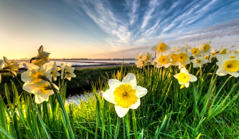 daylight, meadow, landscape photography, nature, outdoors, daffodil, colourful, white, springtime, polder, colours, colorful, colors, Noord-Holland, depth of field
