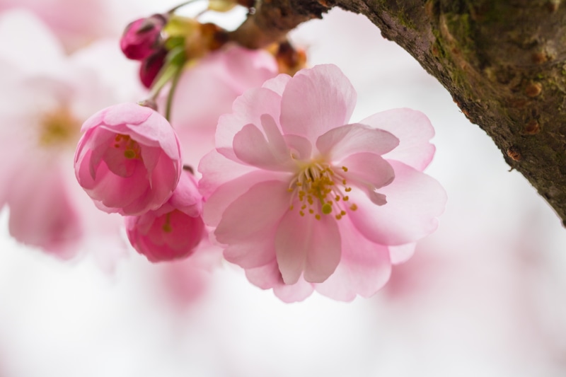 Alnarp, focal_length, nature, close up photography, pink, iso_speed, flower Head, springtime, blom, geo:location, pink Color, beauty In Nature, blossom