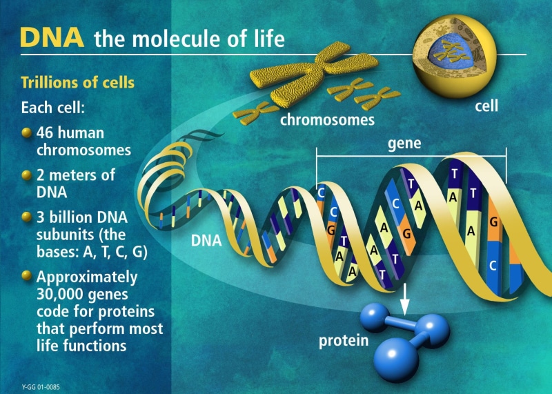 Genetic, 3, 1080P, psychedelic, abstraction, d, pattern, molecule, structure, DNA