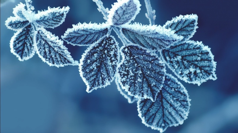 weather, snowing, 720P, twig, beauty In Nature, holiday, branch, leaf, leafed, cold - Temperature, plants, frozen water, focus on foreground, freshness