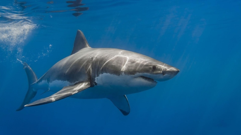 swimming, aquatic mammal, 1080P, animals in the wild, saltwater fish, no people, animal wildlife, underwater diving, undersea, nature, outdoors, great white shark