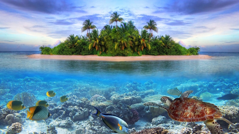 fish, blue water, underwater, palms, island, 4K, turtle