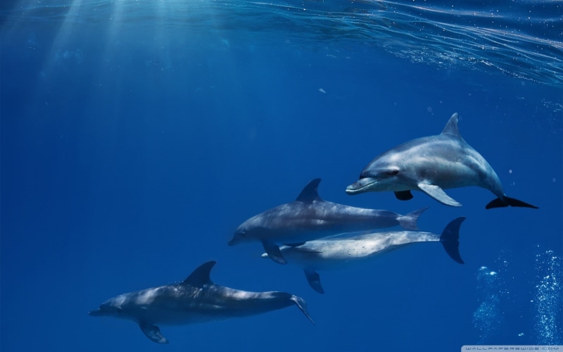 animals, mammals, sea, dolphin, 720P, underwater
