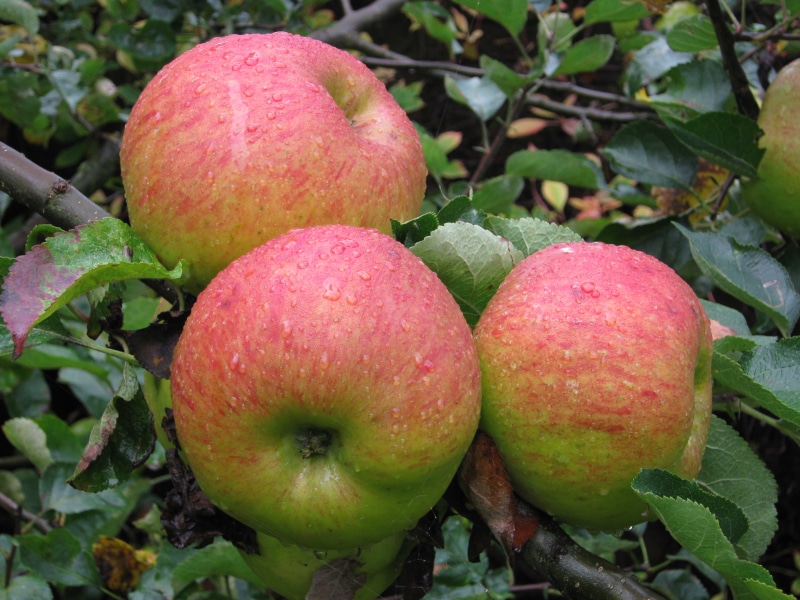 apple - Fruit, organic, agriculture, leaf, red, fruit, food, freshness, tree, nature, Seedling, healthy Eating, 2K, green, Cooking Apple, summer, English