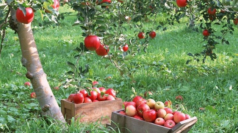 day, tomato, freshness, nature, apple - fruit, apple, apples, large group of objects, red, food, growth, plant, fruit, harvesting, outdoors, plants, food and drink