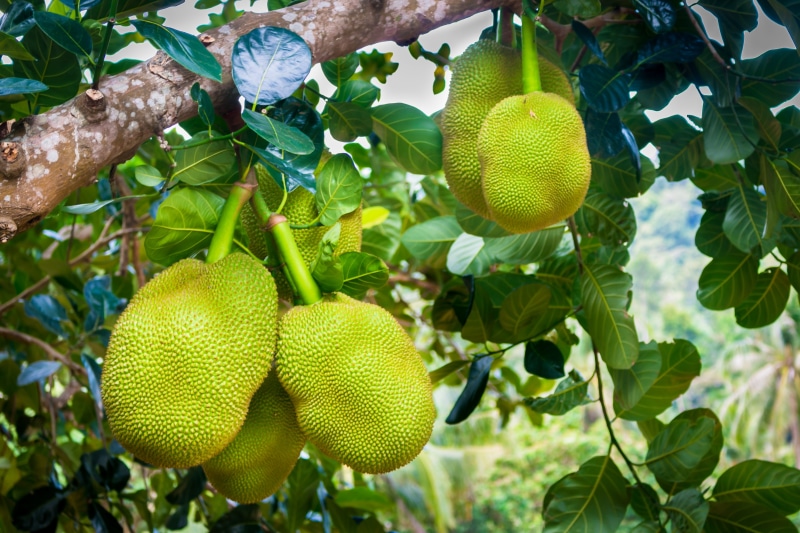 5K, healthy, jackfruit, healthy eating, plant, organic, natural, thailand, green, food and drink, ripe, green color, fruit tree, agriculture, food, nature