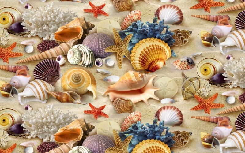 corals, beach, sea, shells, gorgeous, symbols, sand, 2K