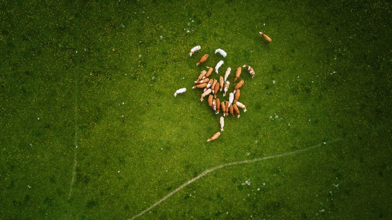 drone cam, plant, group of animals, pets, nature, drone, vertebrate, cow, herd, farm, day, from above, green, no people, white, animal, domestic, field