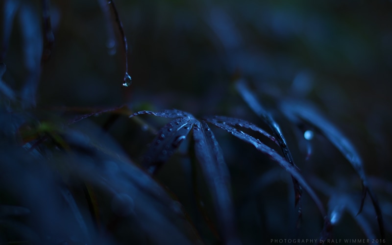cv, leafy, freshness, night, Voigtländer, 4K, manual focus, dew, acer, japanese, close-up, Acer palmatum, water, bokeh, drop, Cosina, Wasser, foliage
