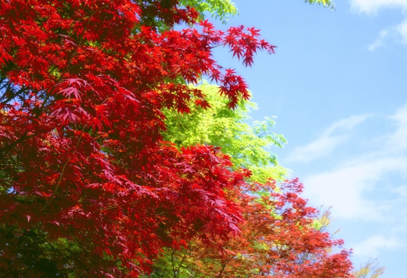 acer, japanese maple, 1080P, japanese, 3d and abstract, autumn, acer palmatum, maple, fall, palmatum