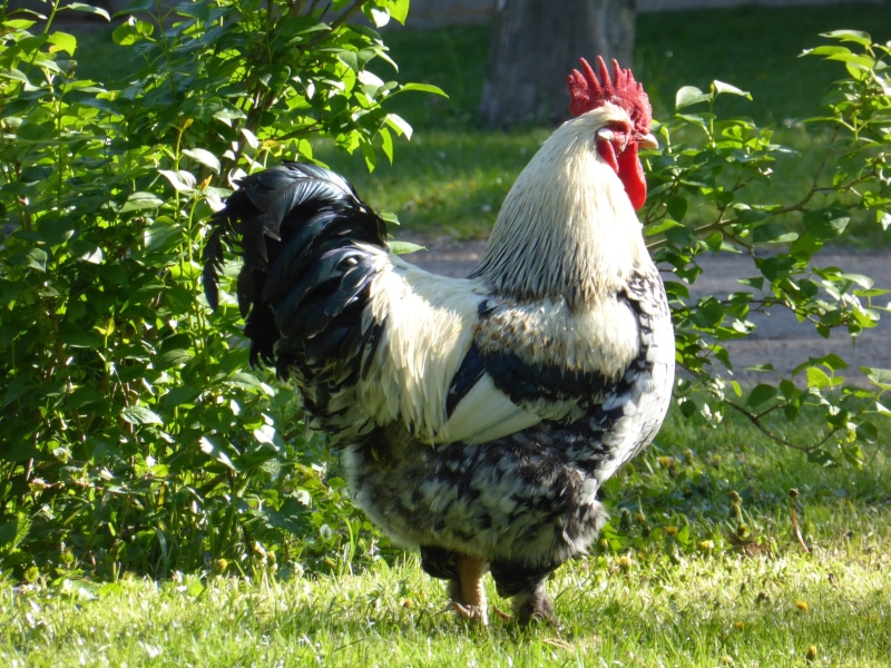 white, male animal, colorful, land, chickens, hen, architecture, blue, outdoors, grass, animal, swim, close, chicken - bird, livestock, sunny, water bird