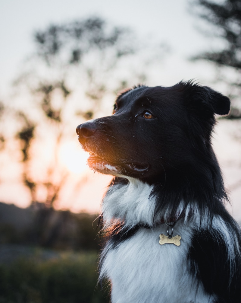 animal, outdoors, canine, walk, focus, purebred Dog, color, cheerful, beauty, black Color, collie, pet, border Collie, dog tag, mammal, sunset, pets, selective