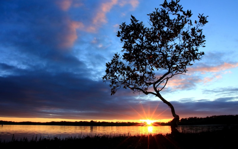 Scenery, leafed, River, Nightfall, Beautiful, 1080P, Tree, sky, Sunset, green, Clouds, Side, black