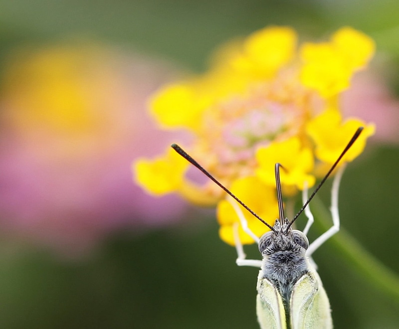 insect, sip, flower, yellow, photo, close-up, beauty In Nature, yellow  lines, detail, wildlife, macro, lantana, bokeh, butterfly, pink, blur, eyes, proboscis
