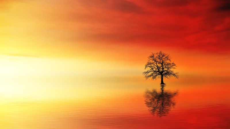 outdoors, waters, tree, horizon over water, red, landscape, sunset, dawn, dusk, fog, idyllic, lake, no people, clouds, plant, cloud - sky, beauty in nature