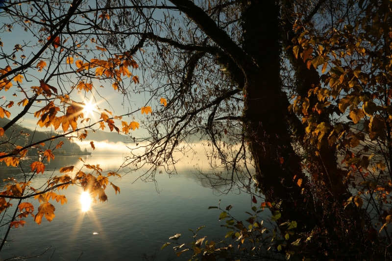 no people, scenics - nature, mountain, season, growth, sunset, front, sun reflection, yellow, waters, plant part, beauty in nature, brown, lake, mood, nature