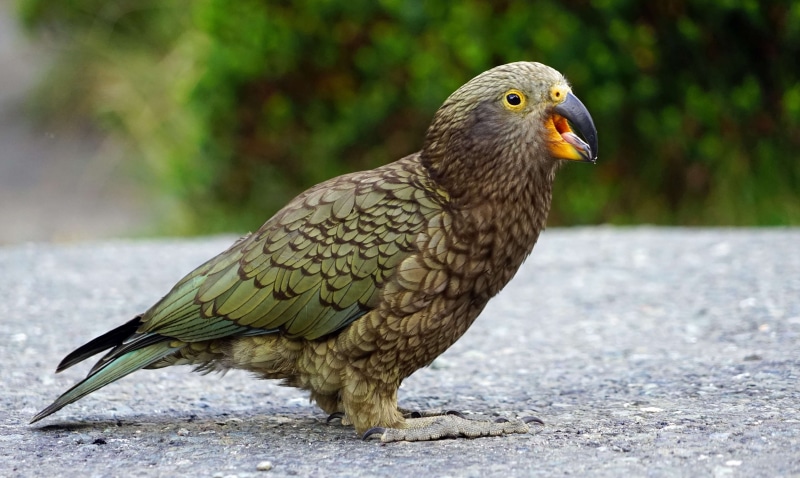 close-up, bird of prey, outdoors, kea, full length, new zealand, profile view, mouth open, parrot, land, mountain parrot, focus on foreground, perching