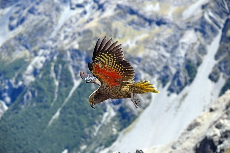 animals In The Wild, snow, red, bird, feather, close-up, wildlife, daytime, animal Wing, parrot, beauty In Nature, nature, kea, flying, animal, arthurs pass