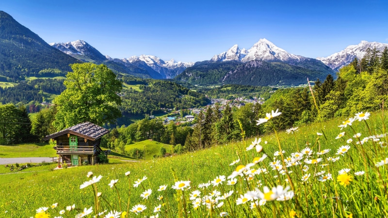 watzmann mountain, flower, national park, bavaria, mountain, nationalpark berchtesgaden, berchtesgaden national park, watzmann, grassland, bavarian alps