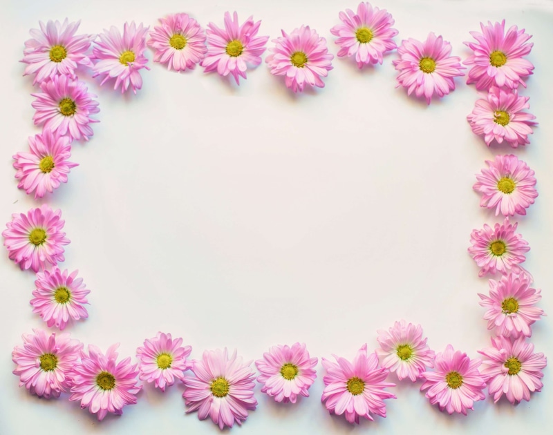 nature, cut out, blossoms, spring, flower, close-up, pattern, petal, freshness, fragility, design, flower arrangement, summer, inflorescence, frame, pink