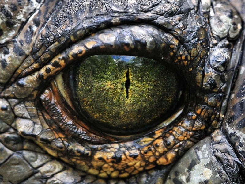 reptile, nature, close-up, art, closeup, scales, close, x, crocodiles, eye, dinosaurs, hd, 720P