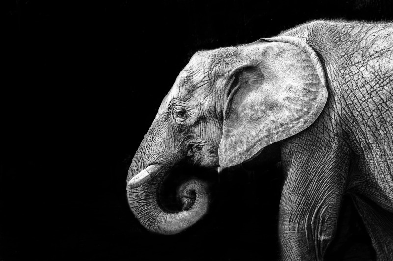 close, silver, gear, nature, premium, Classic, animal, photography, platinum, wildlife, close-up photography, elephant, large, gold, animaux, bronze, flÃ