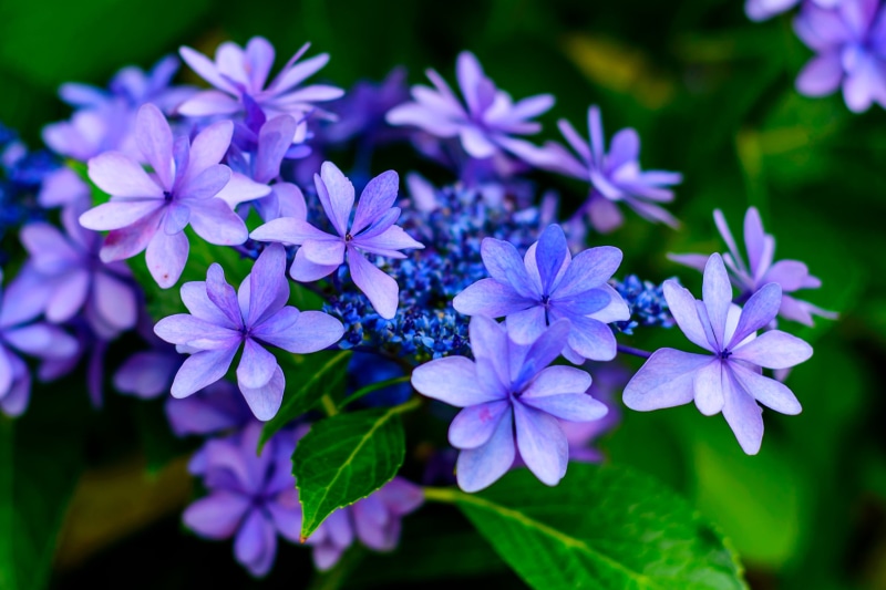 Flower, Kanagawa, Yokohama, 8G, close-up photography, photography, Nature, Nikon  D750, Japan, NIKKOR, 2K, close, freshness, Outdoor, petal, Japanese