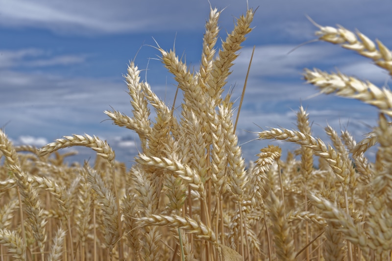gold Colored, Deutschland, close, 4 G, wheat, photo, ripe, outdoors, NIKON D800, yellow, Weizen, seed, DxO OPTICS PRO, close up, food, grains, cereal Plant