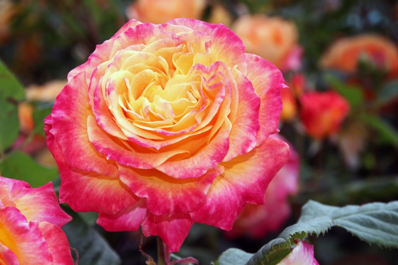 photography, rose blooms, inflorescence, red, nature, blossom, 5K, beauty In Nature, petal, rose - Flower, flower, red rose, no people, springtime, yellow