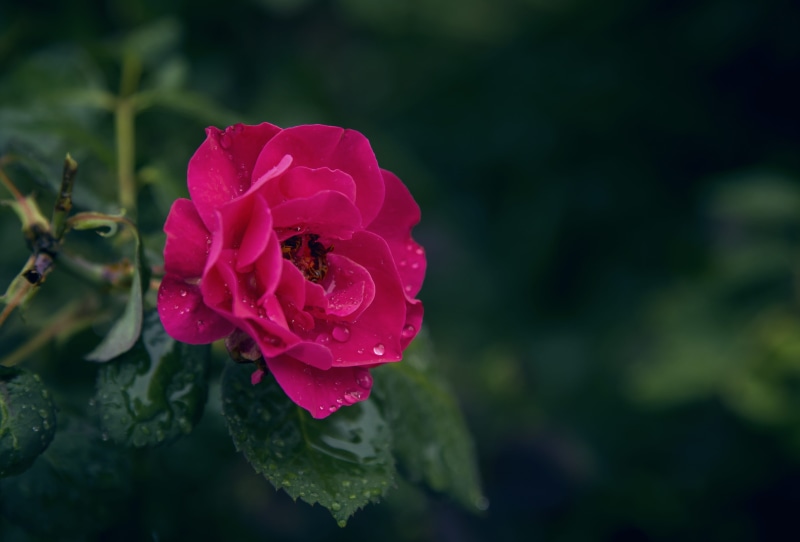 inflorescence, summer, color, blossom, water, raindrops, rain, rose - flower, bloom, flower, public domain images, garden, focus on foreground, petal, vulnerability