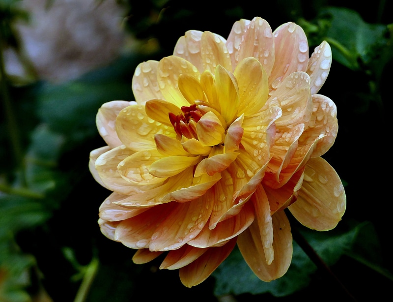 plant, flower, photography, nature, CC0, blooms, photos, flower Head, 2K, pink, Dedication, focus, floral, Dahlia, Flowers, petal, yellow, Lumix FZ1000