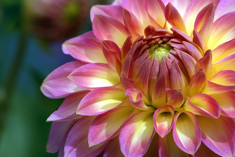 flickr, flower, Christchurch, nature, Dahlias, pink, Geo-Tagged, Hagley park, CC0, Explored, pink Color, Adele, close, Gardens, petaled, photo, Dedication
