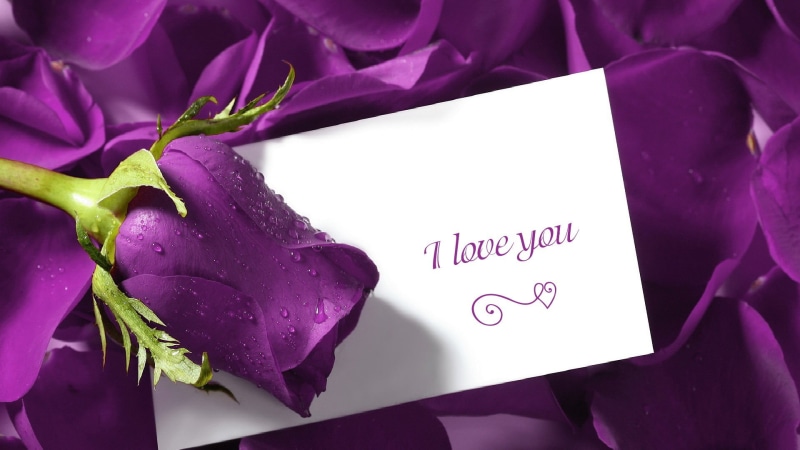 petals, love, letter, purple, 1080P, rose