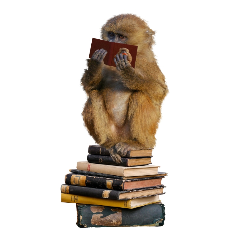 book stack, animal, no people, reading, read, one animal, training, monkey, art and craft, study, close-up, cut out, pile, learn, publication, school, indoors