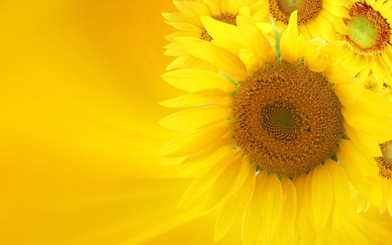 sunflower, flower, nature, 1080P, yellow, background, 3d and abstract