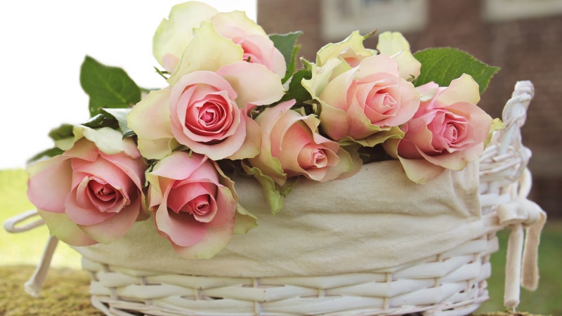 noble roses, romance, beautiful, flower greeting card, wedding ceremony, roses, beauty in nature, flowers, thank you, freshness, bunch of flowers, summer