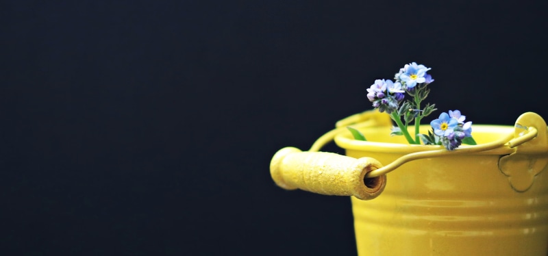 close-up, bucket, yellow bucket, group of objects, freshness, map, purple, beauty in nature, yellow, greeting card, flower head, no people, 4K, nature