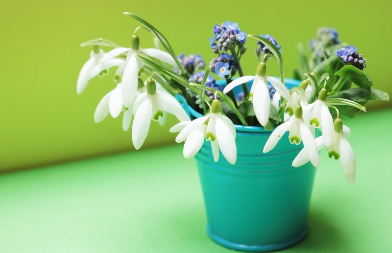 postcard, galanthus, greeting card, indoors, spring, selective focus, birthday, map, white color, flower head, snowdrop, nature, frühlingsanfang, mint