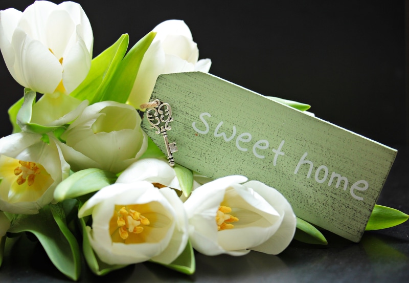 ornamental flower, nostalgia, white, tender, breeding tulip, early bloomer, shield, give away, no people, spring, freshness, flowers, indoors, close, petal