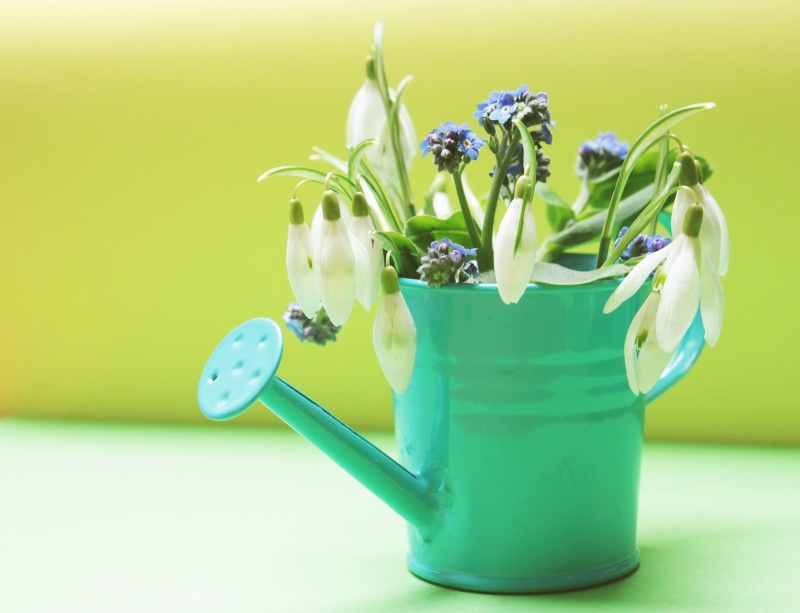 green background, flower head, springtime, galanthus, pitcher - jug, watering can, yellow, colorful, indoors, white, bloom, snowdrop spring, still life
