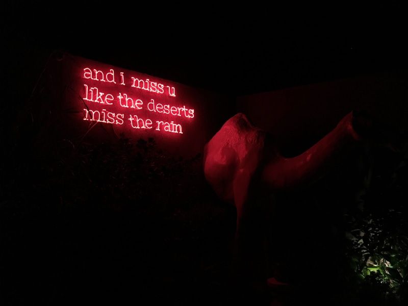 evening, backgrounds, miss, stuffed animal, night, black Color, message, light, song lyrics, camel, wall, quote, 4K, neon, red, sign, dark
