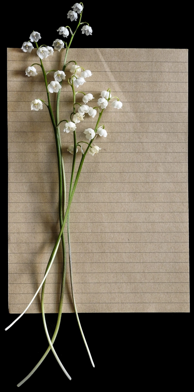 black background, beauty in nature, plant stem, greeting, freshness, template, invitation, flower, banner, flower arrangement, floral, border, natural