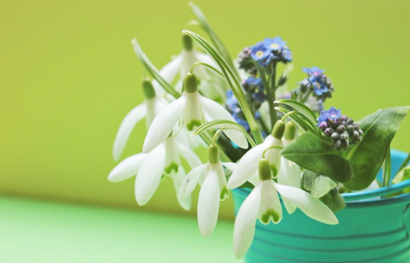 flower head, white color, pitcher - jug, deco, healthy eating, purple, beauty in nature, vase, bloom, plant, decoration, snowdrop, bouquet, green, petal