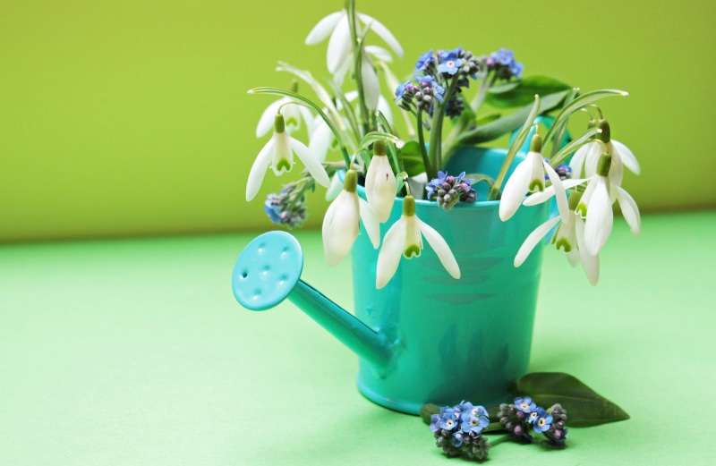 signs of spring, no people, color, green color, teal, purple, vase, inflorescence, bloom, flora, close-up, flower, spring flowers, still life, plant, colorful