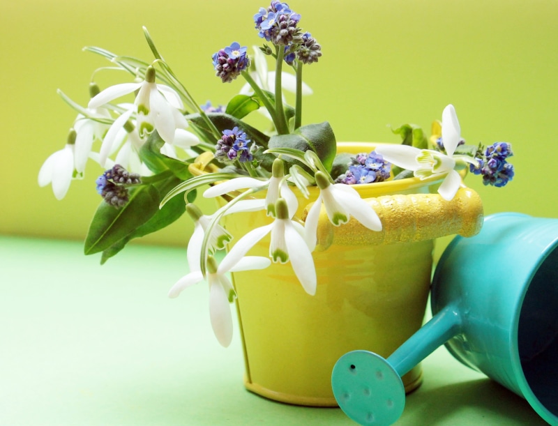 vase, vulnerability, no people, color, galanthus, bouquet, purple, springtime, green color, spring awakening, bunch of flowers, spring, studio shot, snowdrop spring