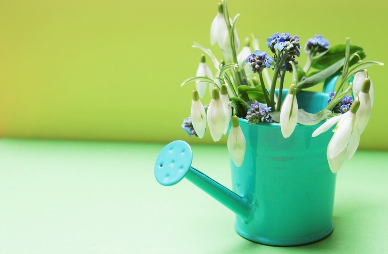 green, nature, beauty in nature, postcard, springtime, green background, decoration, spring awakening, flower head, galanthus, bunch of flowers, blue, snowdrop spring