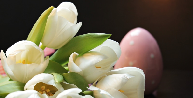 black background, tulip, white, flowers, concerns, flora, fragility, tender, greeting card, studio shot, ornamental flower, bouquet of flowers, spring