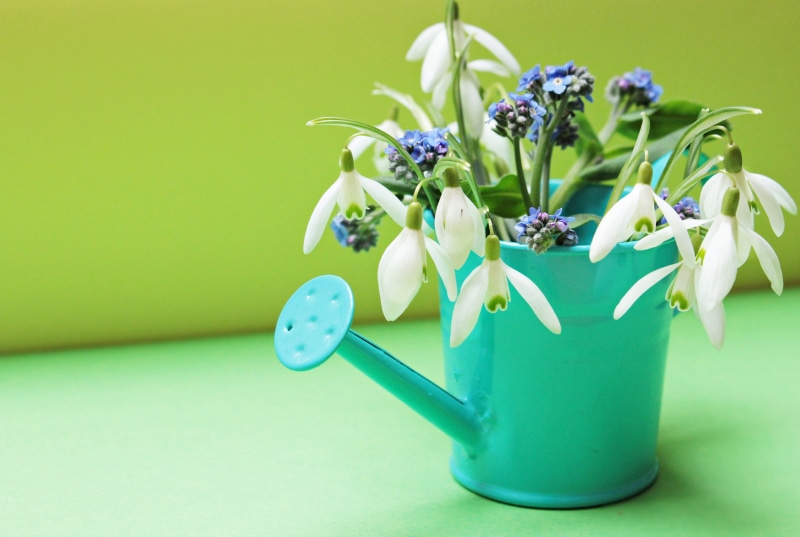 map, green, no people, watering, flower, thank you, fragility, floral greeting, spring flowers, white, bunch of flowers, can, spring, photo, postcard, green color