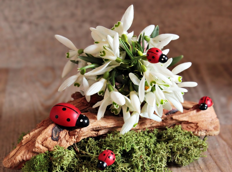 spring flower, studio shot, ladybug, decoration, wood - material, wood, bloom, moss, red, pink, postcard, freshness, representation, white, food and drink
