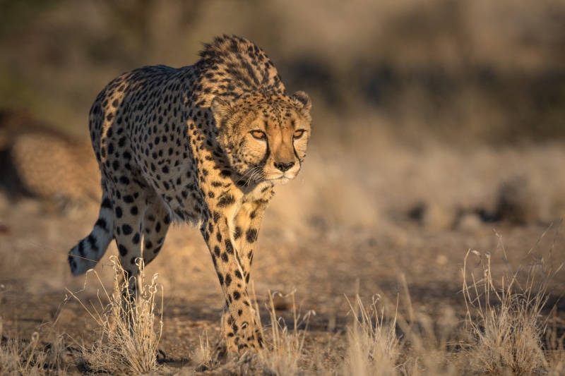 cheetah, animals, s, brown, Best s, wildlife, 1080P, leopard
